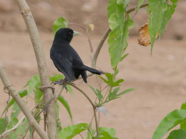 Zwarte buidelspreeuw (Cacicus solitarius)